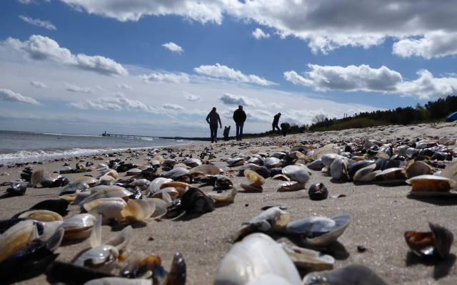 Muscheln am Strand