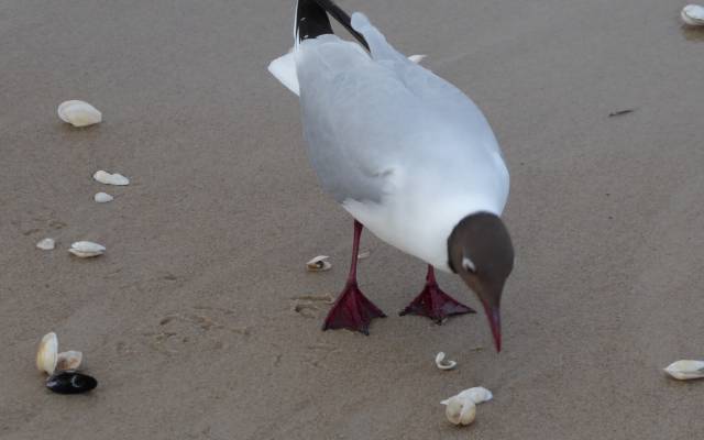 Möwe am Strand