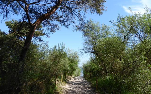 Strandzugang im Wald