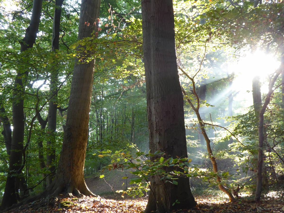 Sonnenstrahlen fallen durch die alten Bäume im Kurpark Zinnowitz