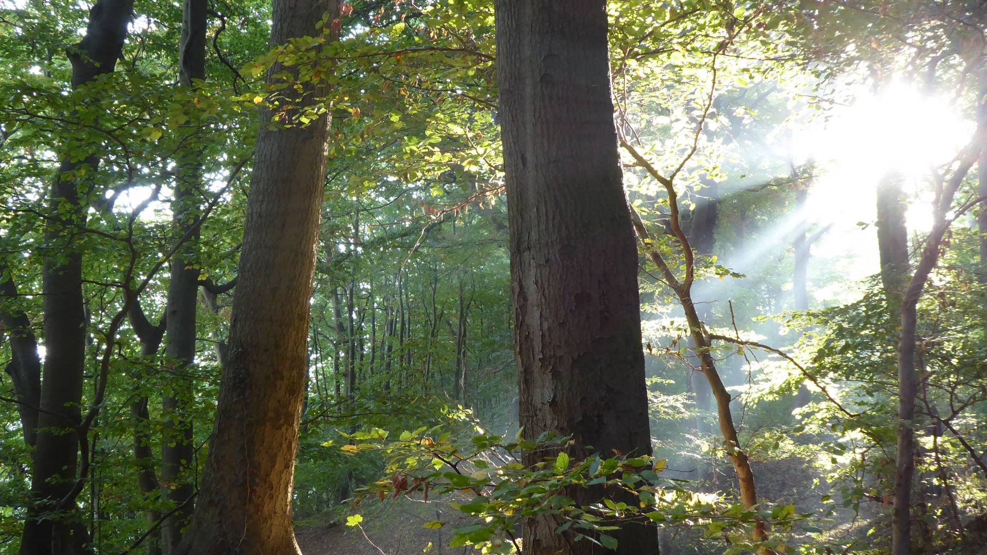 Sonnenlicht fällt durch hohe Bäume bei Zinnowitz