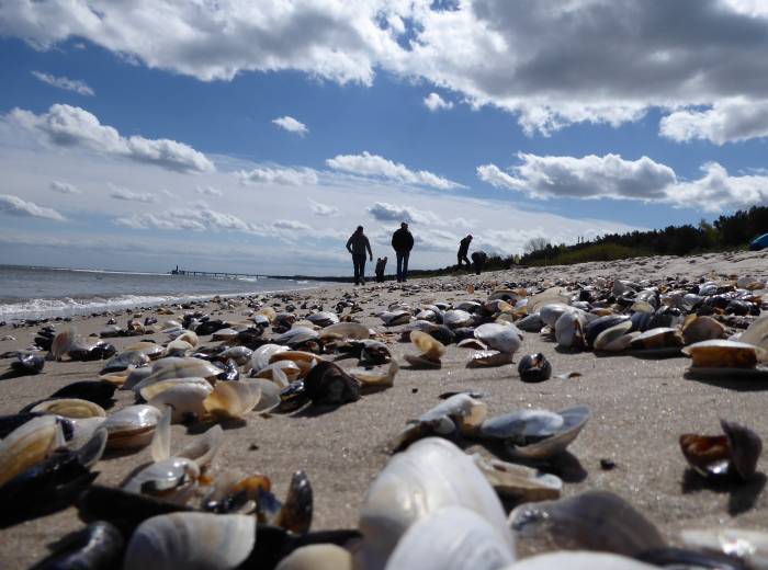 Spaziergang am Ostseestrand bei Zinnowitz
