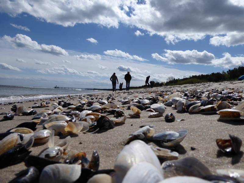 Muscheln am Ostseestrand