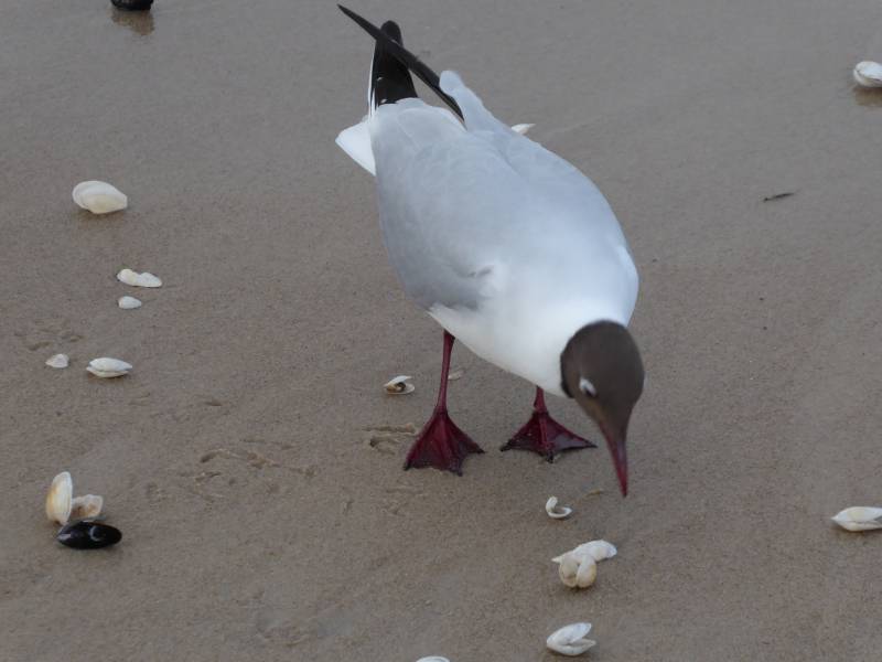 Möwe am Strand von Zinnowitz