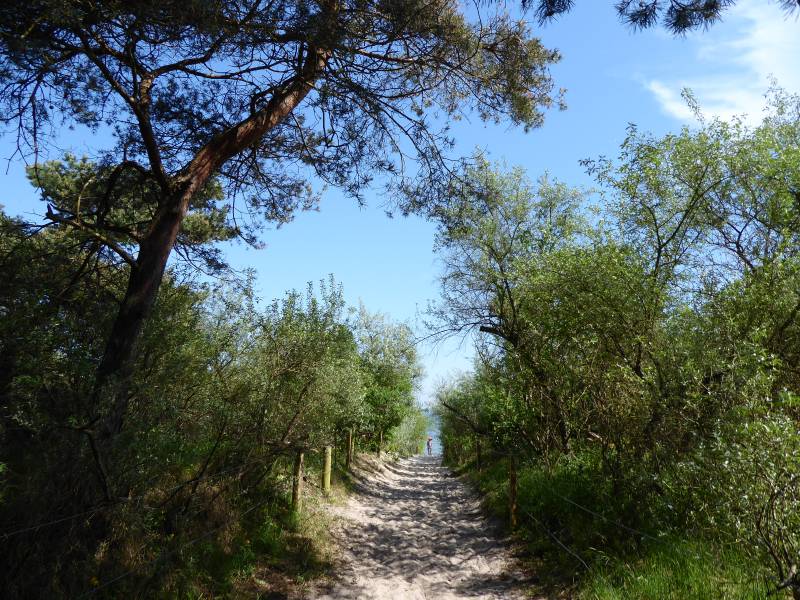 Strandzugang durch den Küstenwald