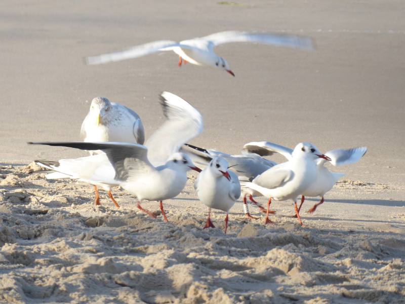 Möwen am Sandstrand von Zinnowitz