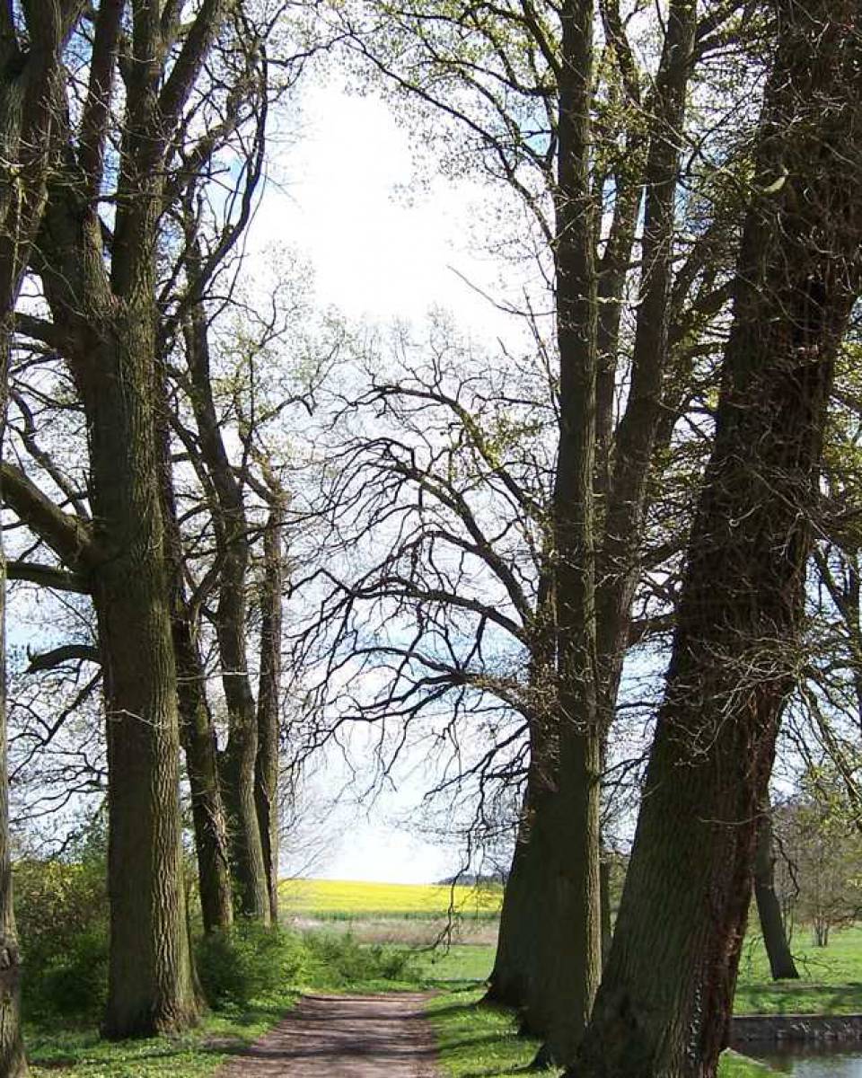 Alte Bäume im Kurpark Zinnowitz im Frühling