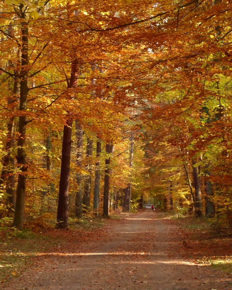 Waldweg im Herbst auf Usedom