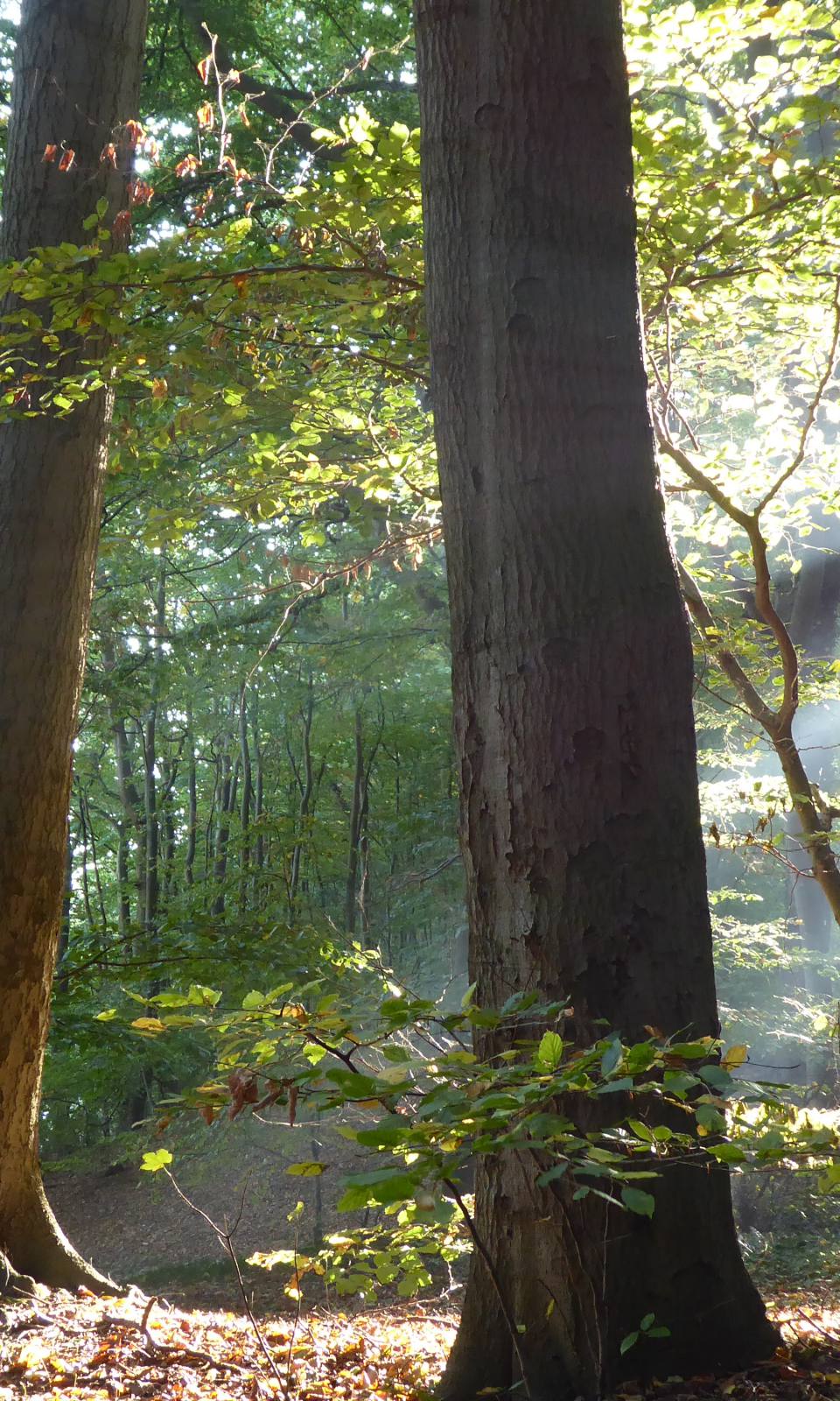 Sonnenlicht fällt durch hohe Buchen im Küstenwald bei Zinnowitz